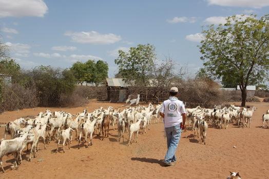 Akika ve adak kurbanlarınız Somali’de kesildi