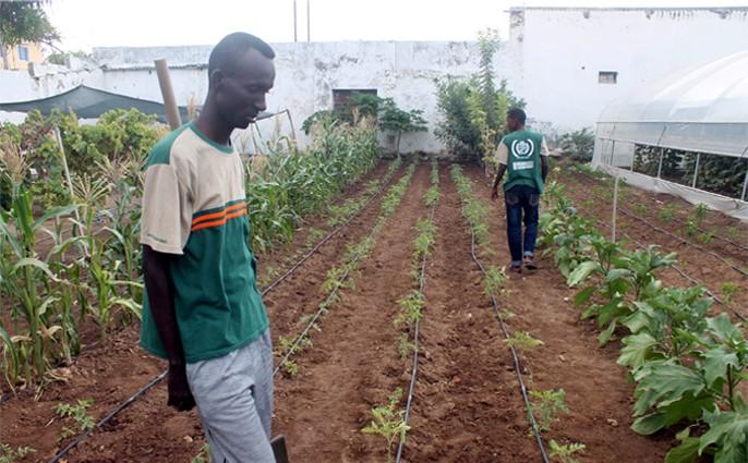 Somalis learning about productive agriculture