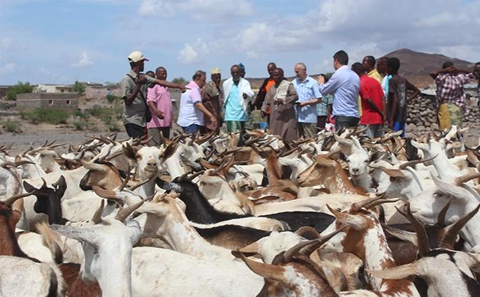 IHH provides Djibouti with livestock aid