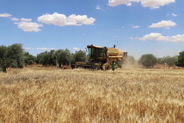 Harvest time in Syria